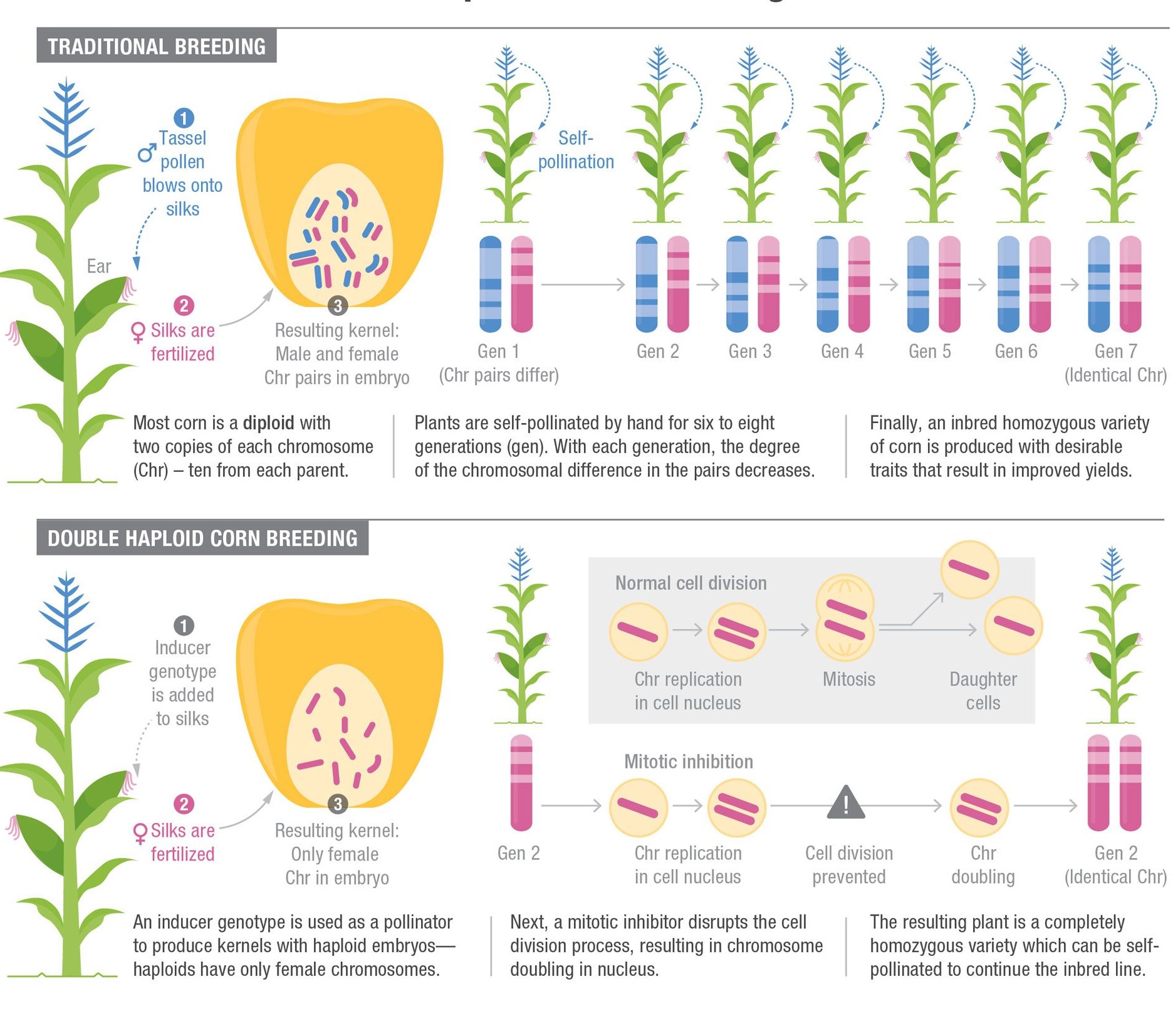 Corn doubled-haploid production